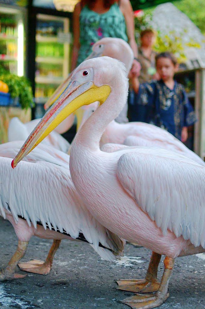 Виноградне з panoramio.com - Виноградное