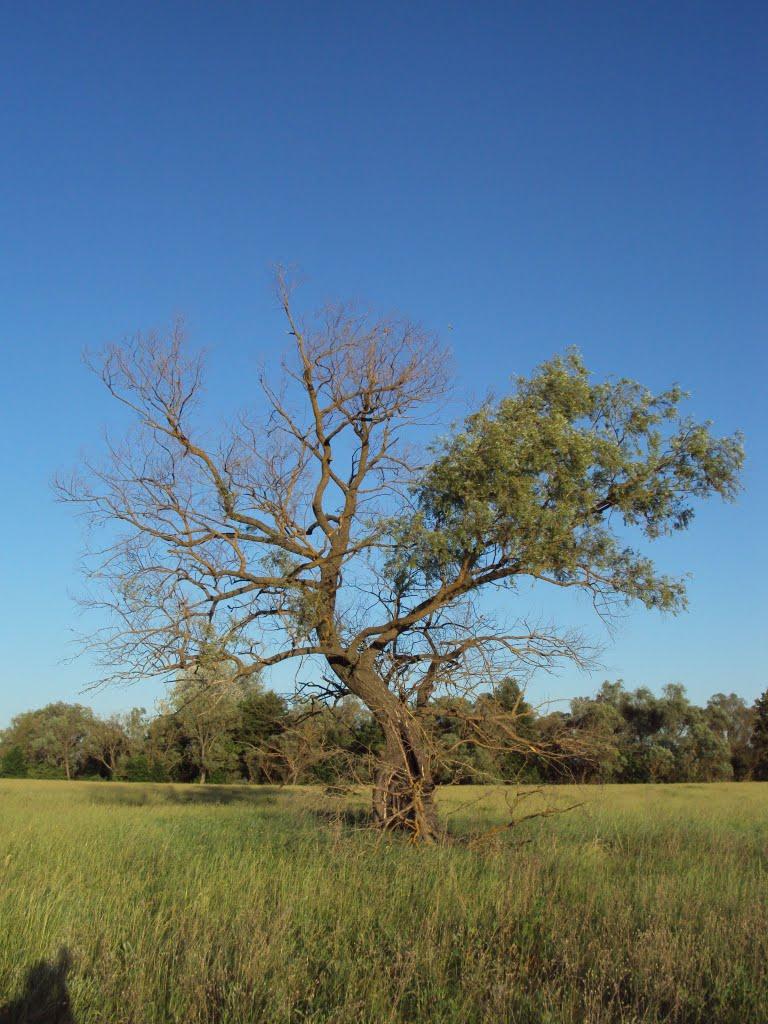 Кочеток з panoramio.com - Кочеток