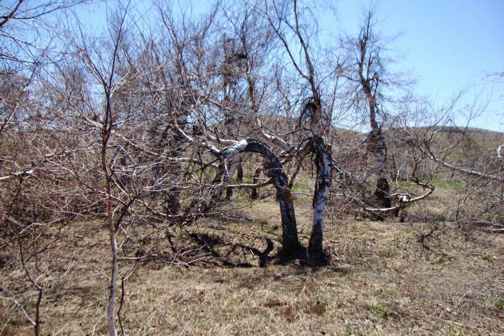 Лучисте з panoramio.com (ч.2) - Luchyste