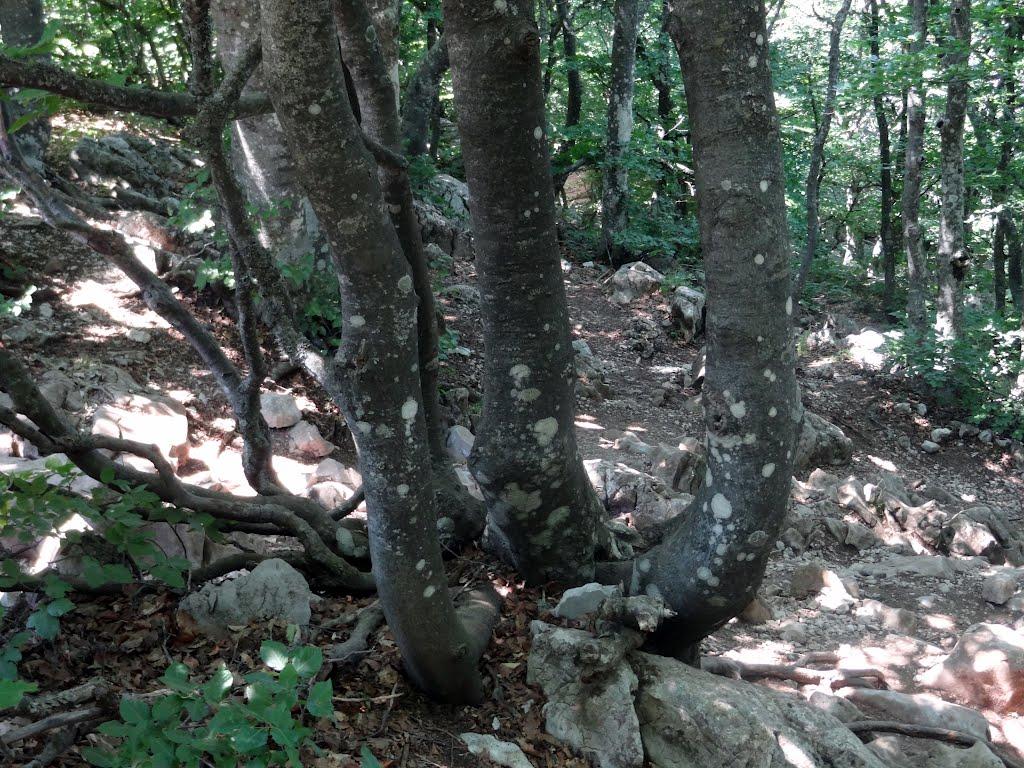 Охотниче з panoramio.com (ч.3) - Охотничее