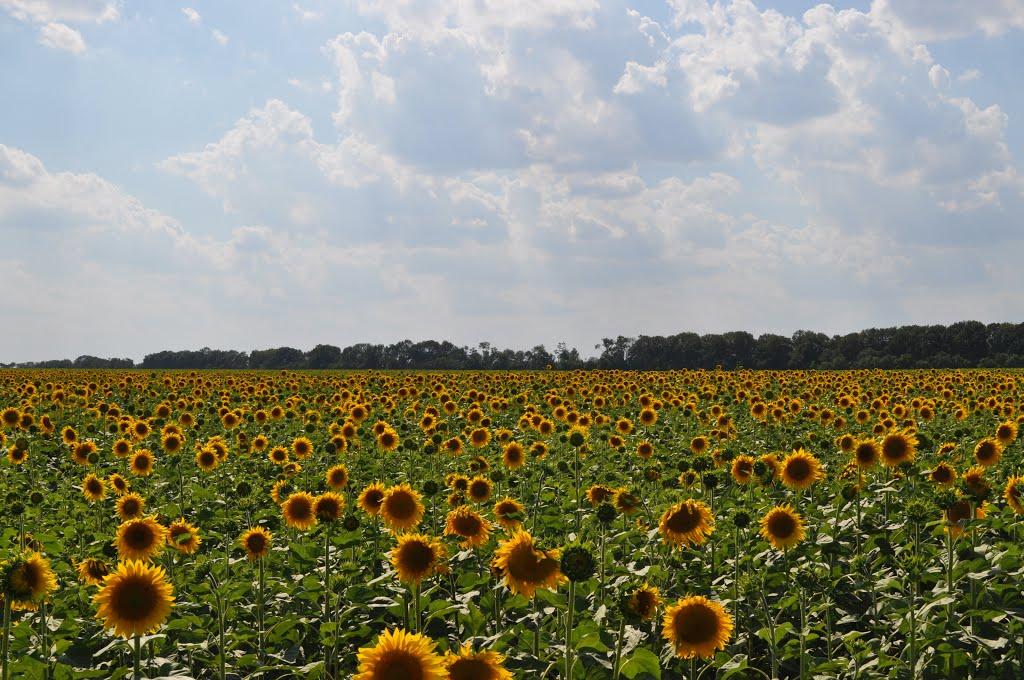 Краснянське з panoramio.com - Краснянське
