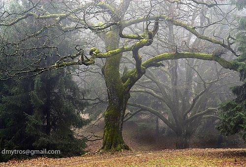 Карпати з panoramio.com - Карпати