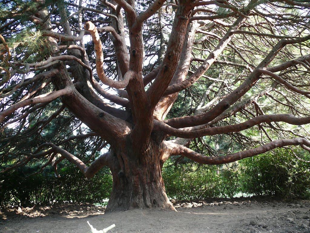 Алупка з panoramio.com (ч.3) - Алупка