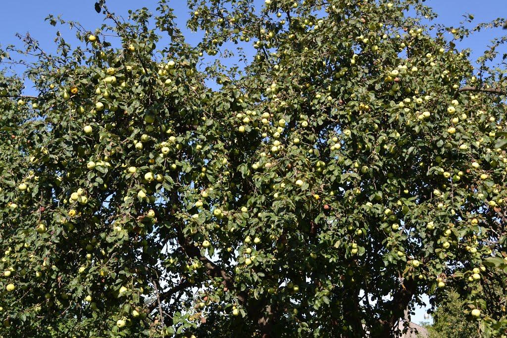 Полохачів з panoramio.com - Полохачів