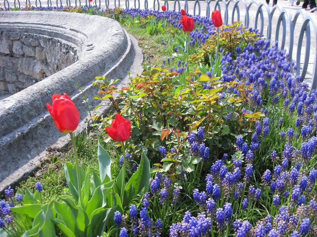 Золочів з panoramio.com - Золочів