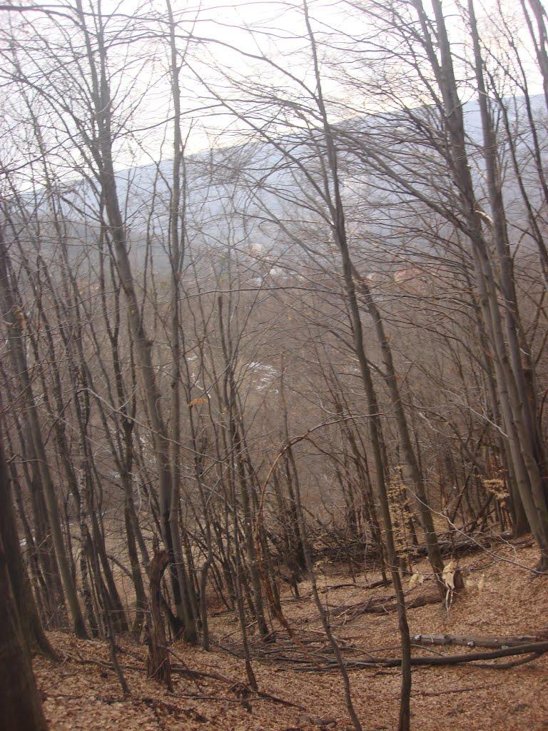 Синяк з panoramio.com - Синяк