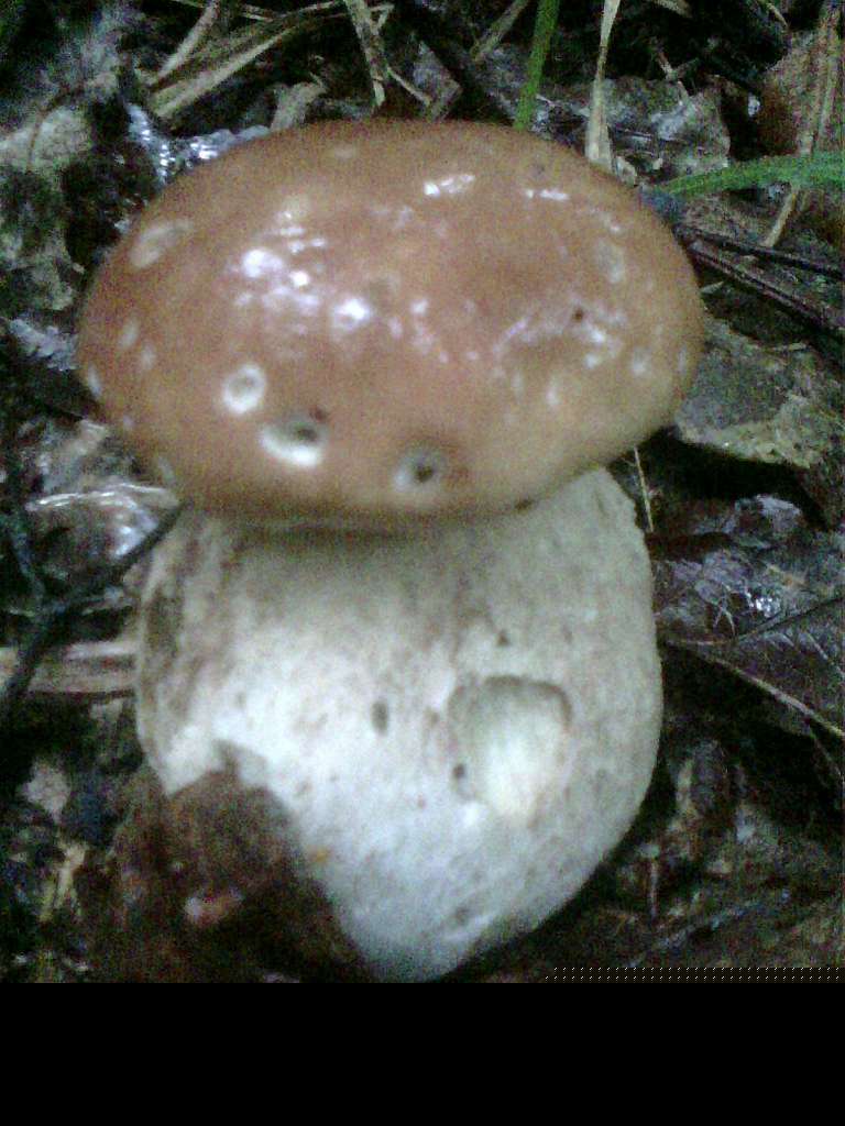 Раківчик з panoramio.com - Раківчик