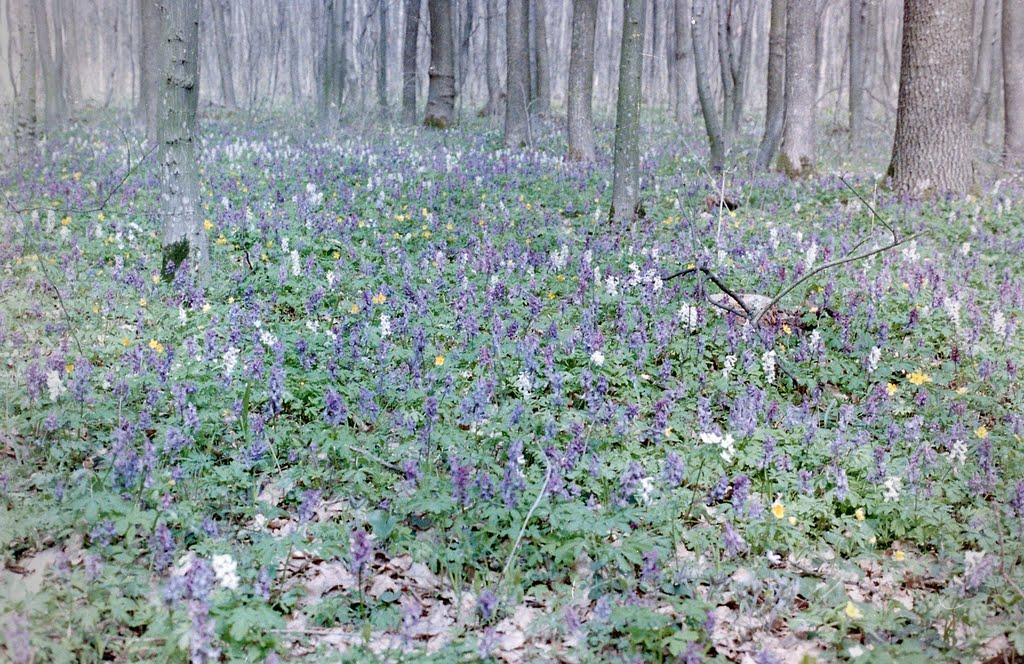 Княжпіль з panoramio.com - Knyazhpil