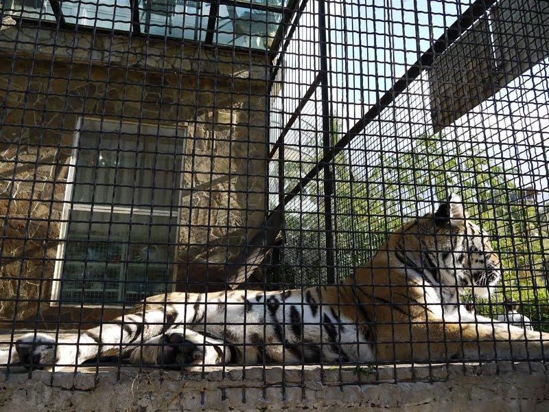 Виноградне з panoramio.com - Виноградное