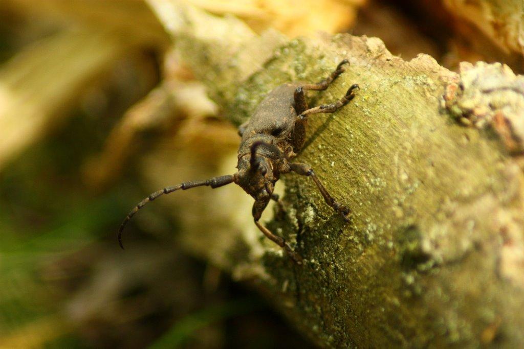 Розівка з panoramio.com (ч.2) - Розівка