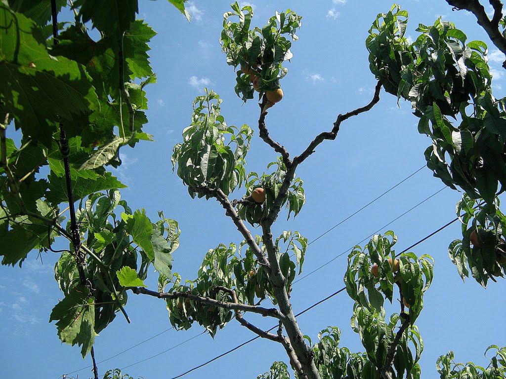 Рибаче з panoramio.com (ч.2) - Рибаче