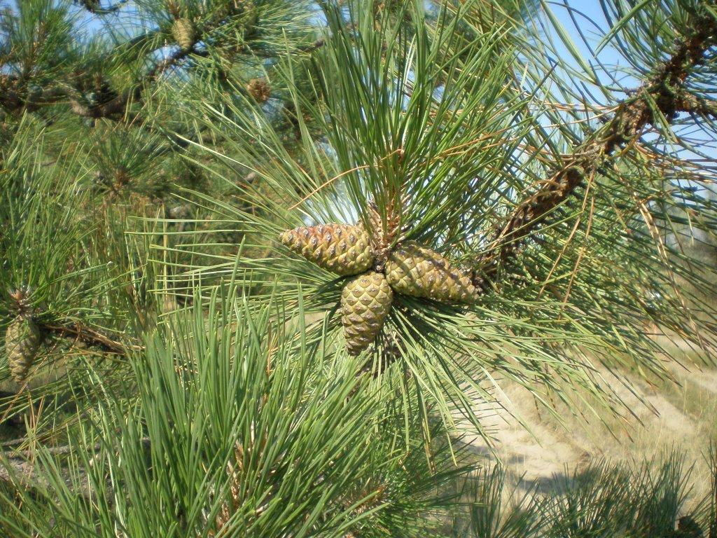 Василівка з panoramio.com - Василівка