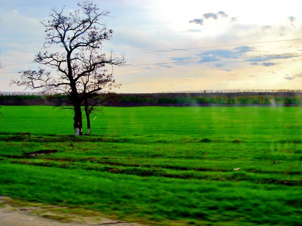 Неморож з panoramio.com - Неморож