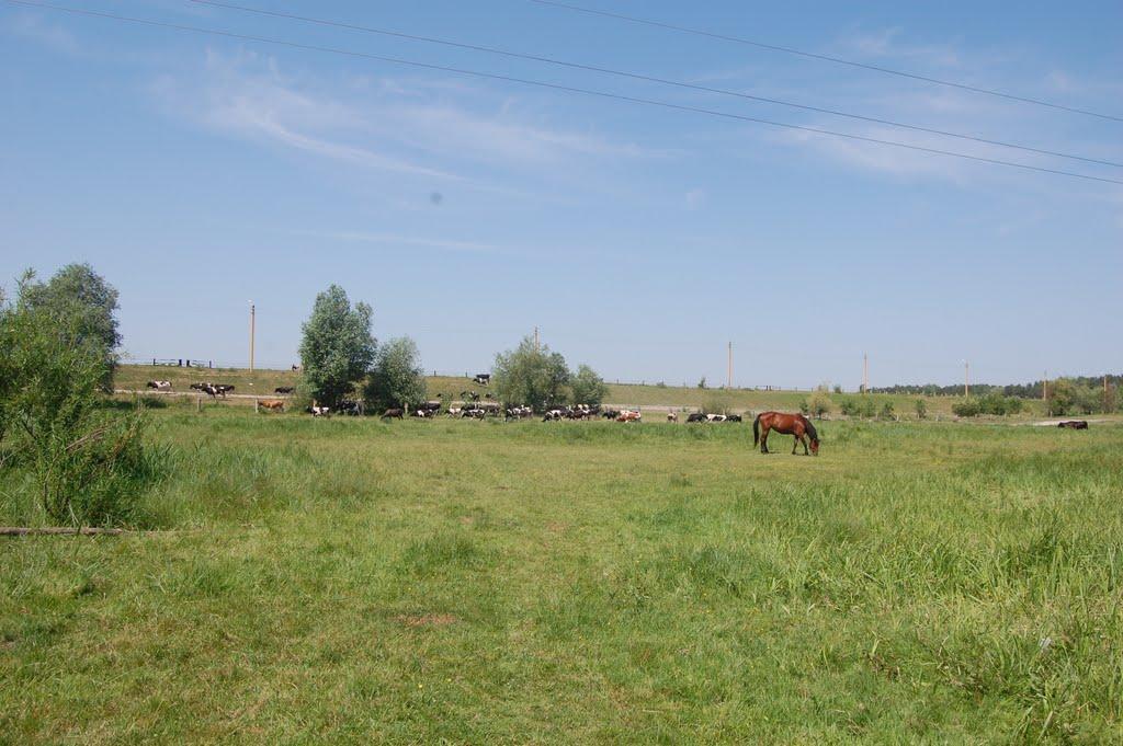 Хрінники з panoramio.com - Хренники