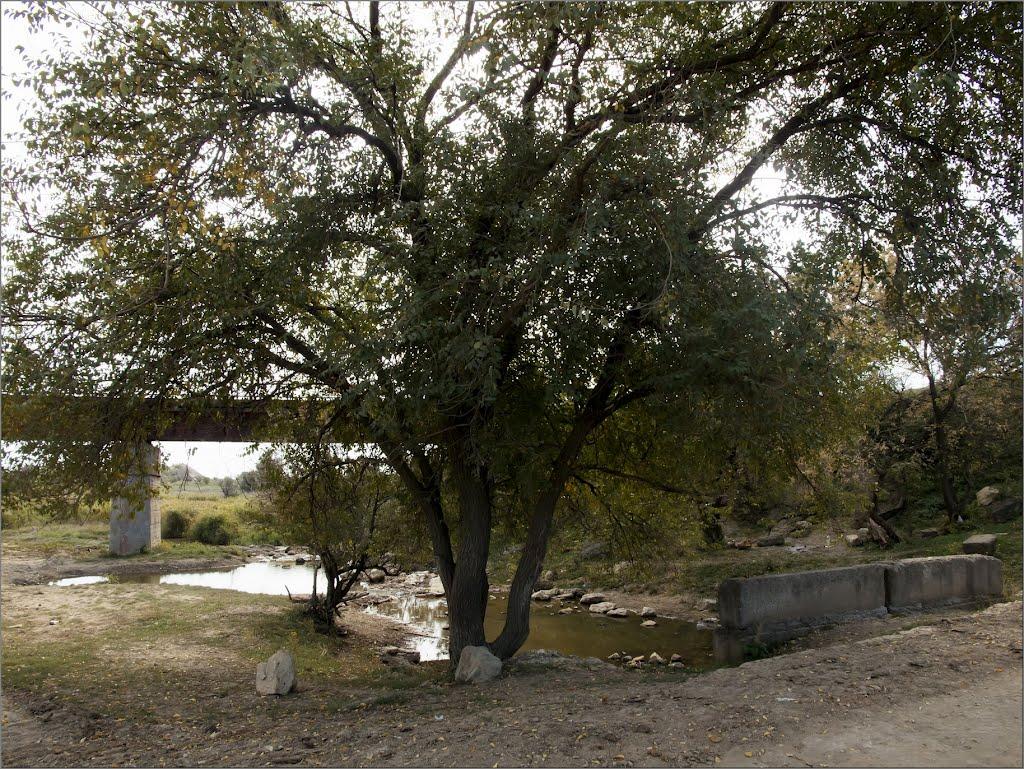 Червона Колона з panoramio.com - Червона Колона