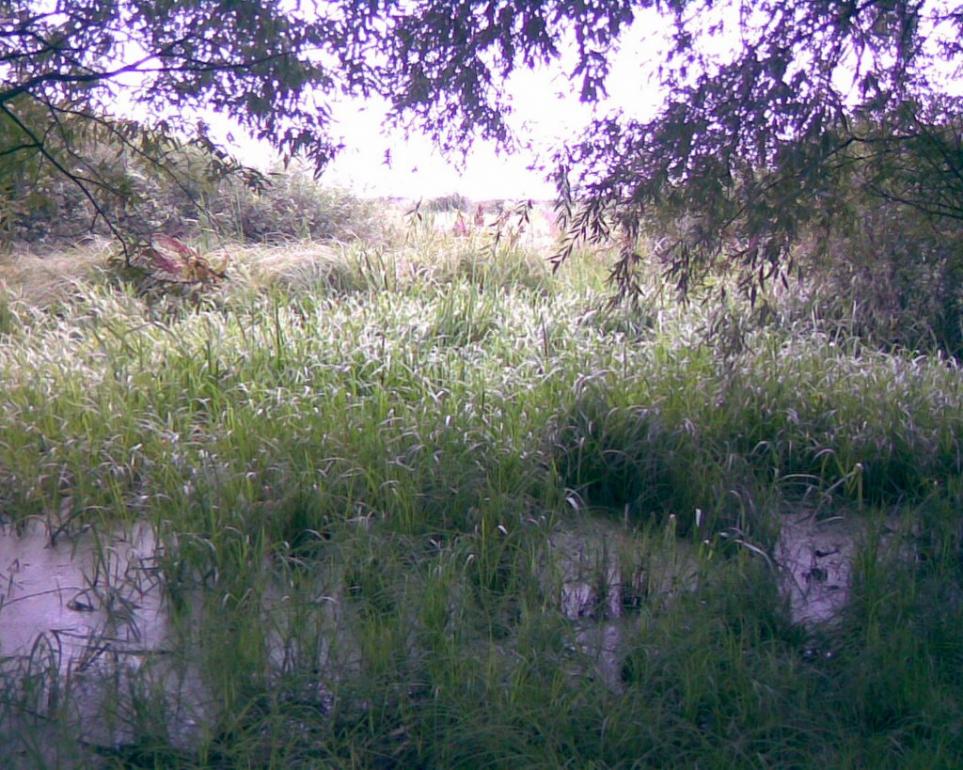 Чернелівка з panoramio.com - Чернелівка