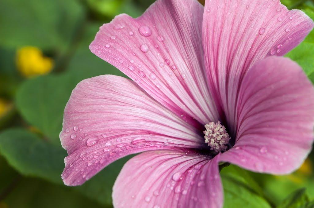 Теслугів з panoramio.com - Теслугов