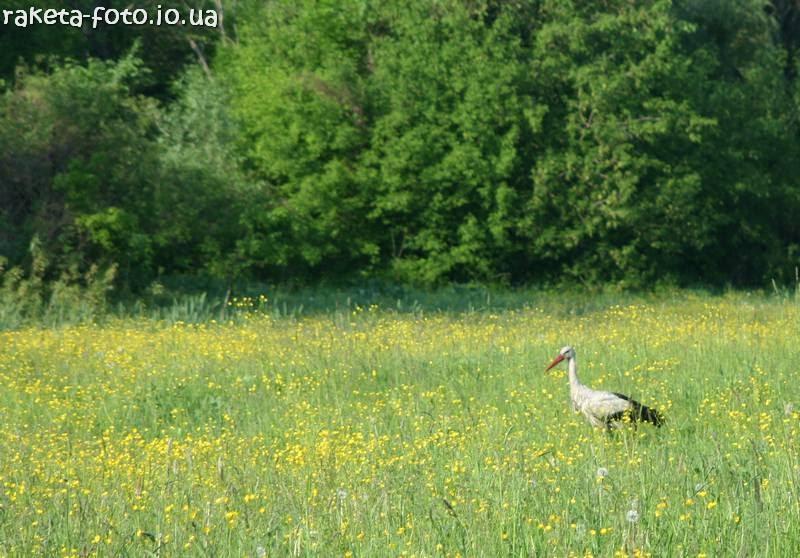 Лісники з panoramio.com - Lisnyky