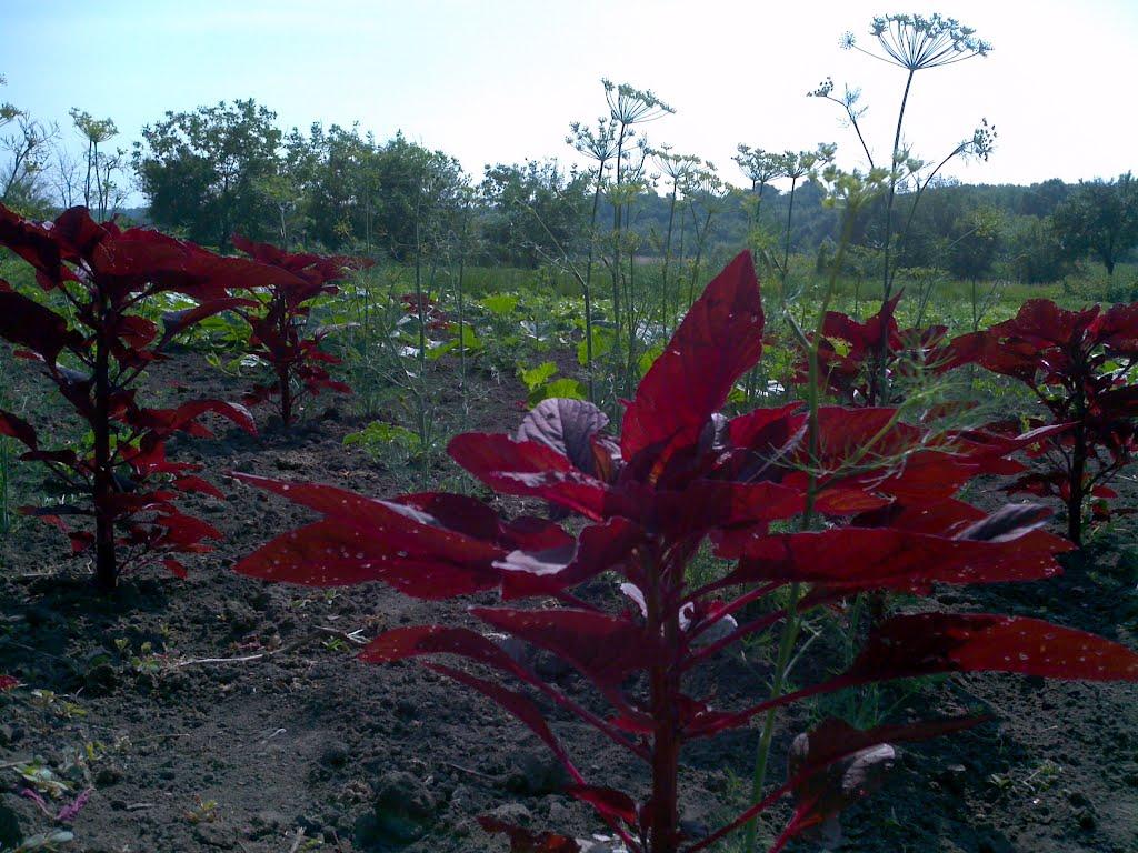 Новомиргород з panoramio.com - Новомиргород