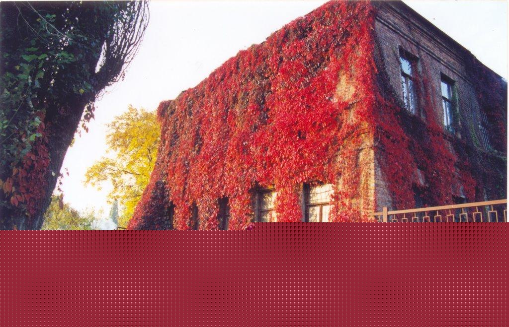 Новосолдатське з panoramio.com - Новосолдатское