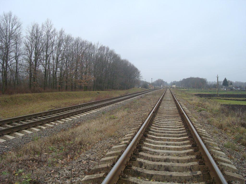 Воронківці з panoramio.com - Воронківці