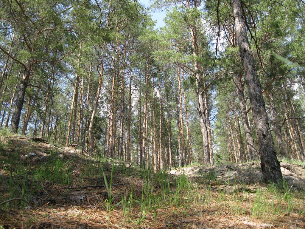 Щурове з panoramio.com (ч.2) - Щурове