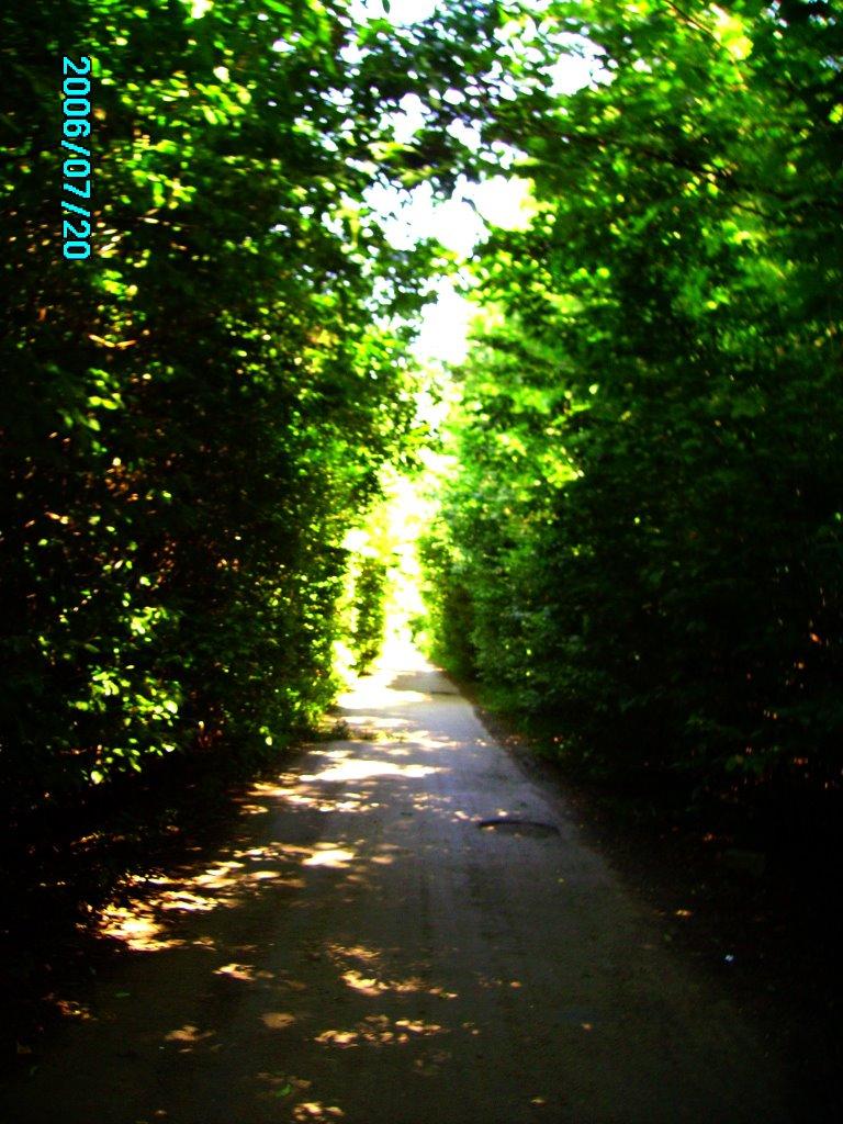 Розівка з panoramio.com (ч.2) - Розівка