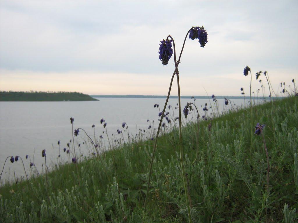 Кошари з panoramio.com - Кошари