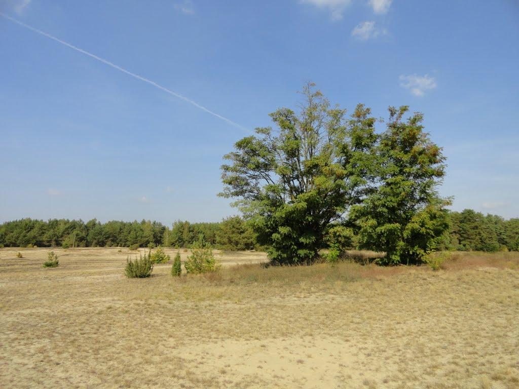 Северинівка з panoramio.com - Севериновка