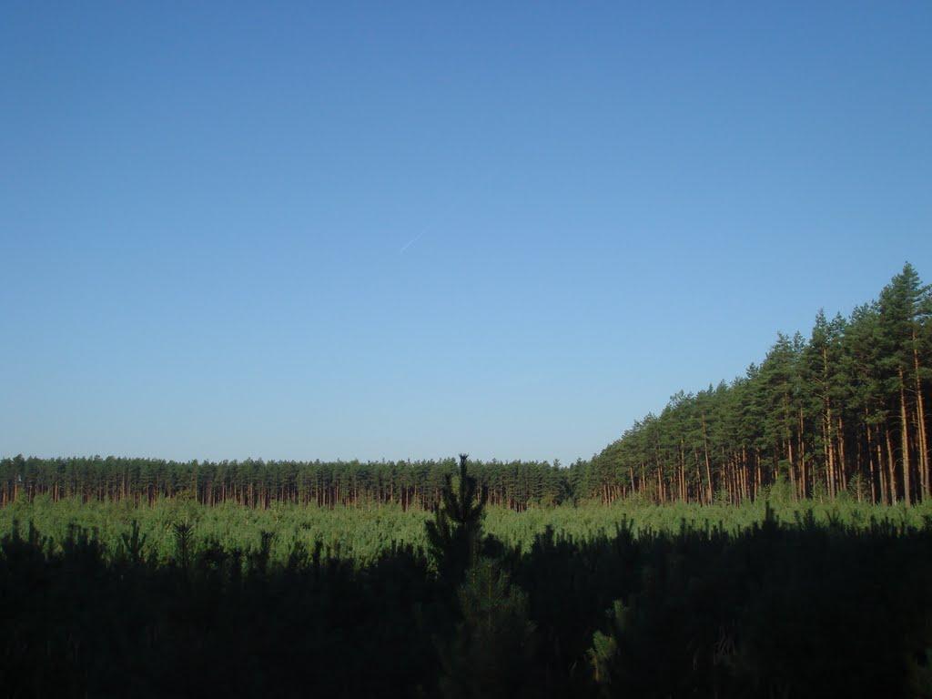 Кодра з panoramio.com - Кодра