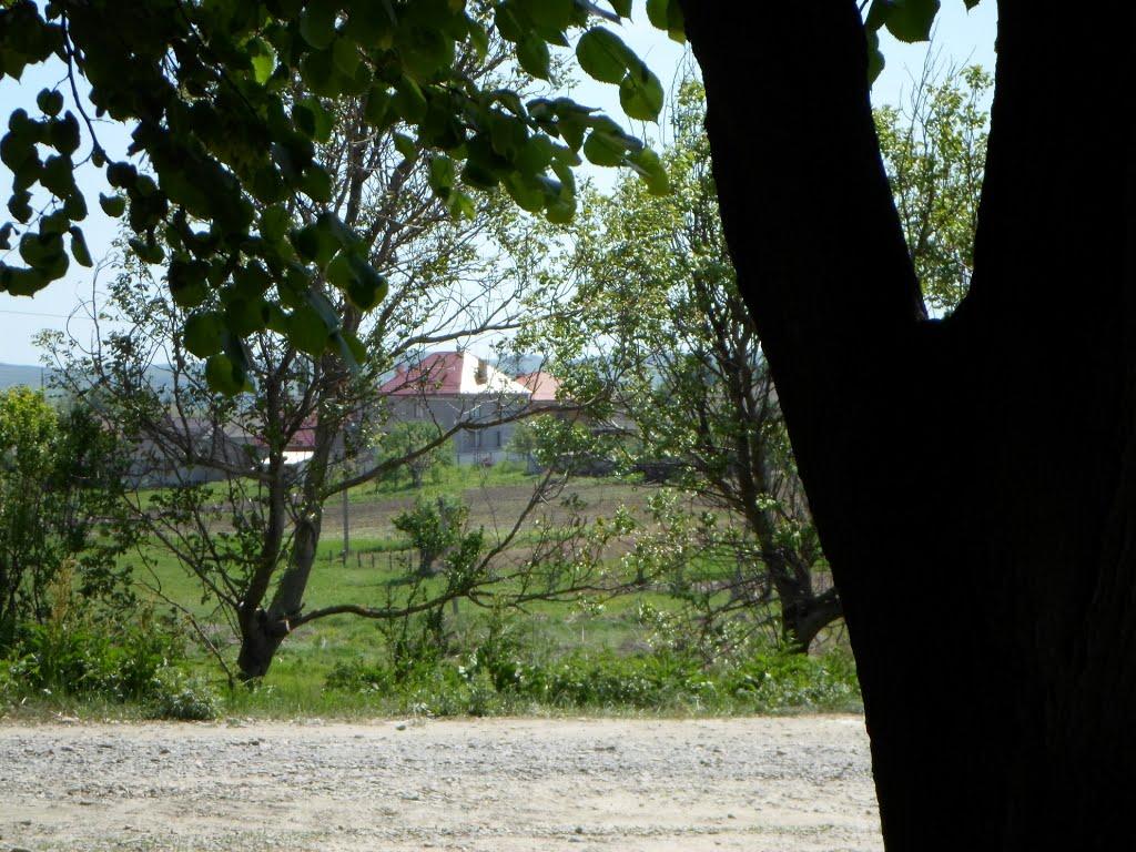 Могилівка з panoramio.com - Могилівка