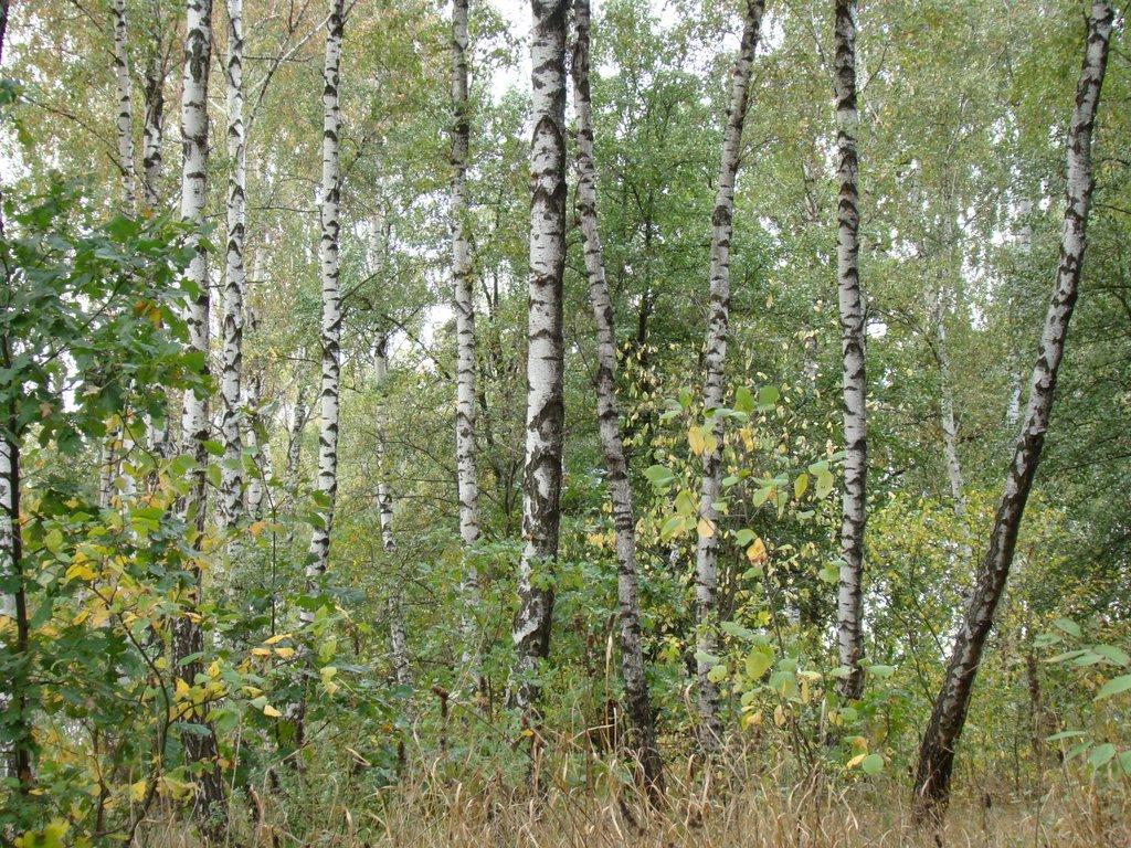 Зрайки з panoramio.com - Зрайки