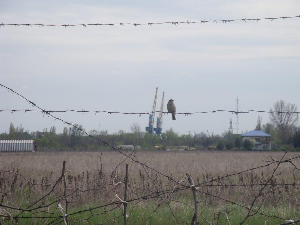 Ізмаїл з panoramio.com (ч.2) - Измаил