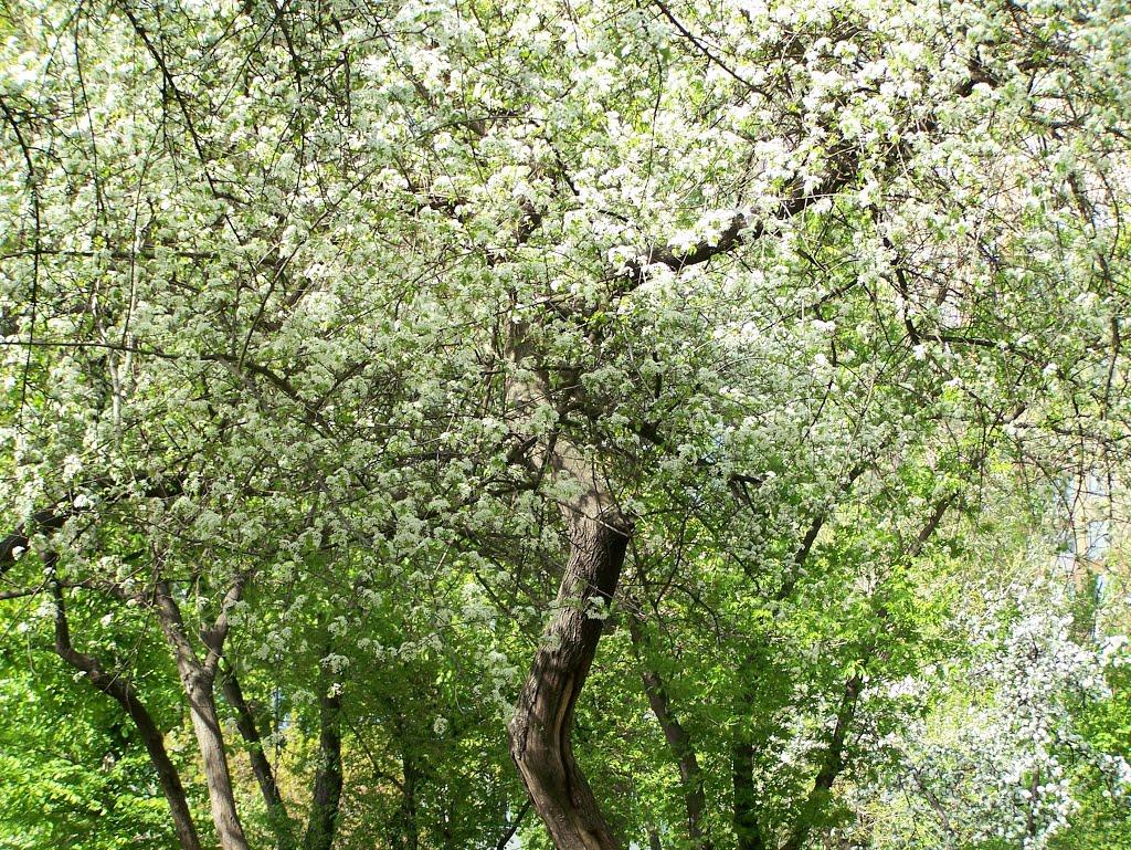 Погреби з panoramio.com (ч.3) - Pogreby