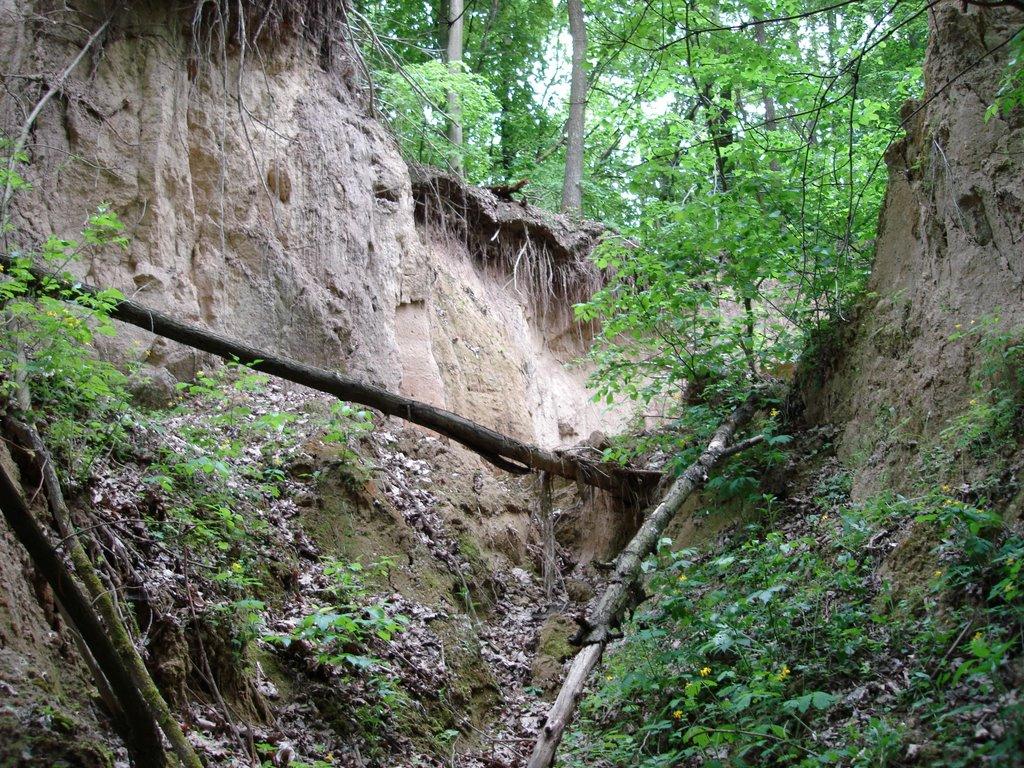 Мліїв з panoramio.com - Млиев