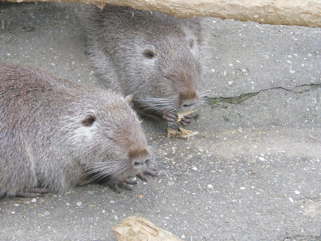 Виноградне з panoramio.com - Виноградное