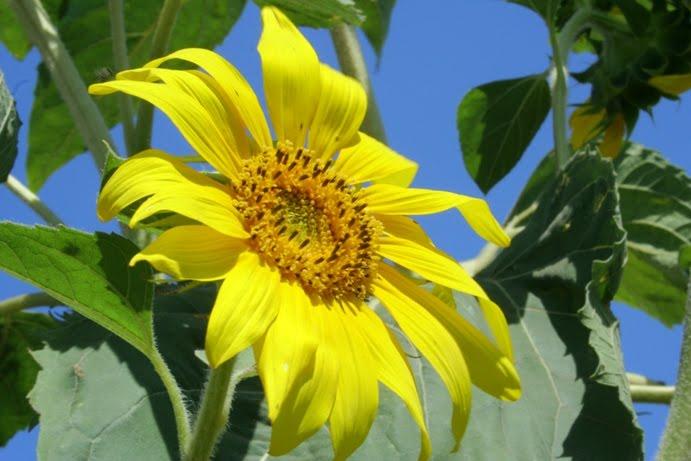 Іванівка з panoramio.com - Іванівка