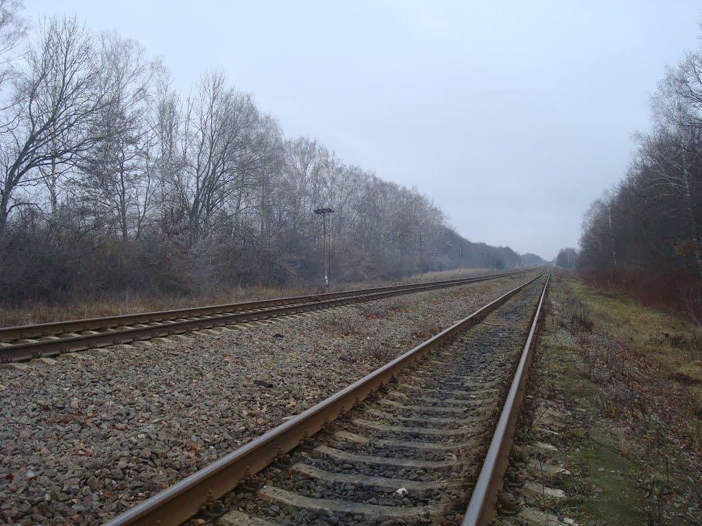 Воронківці з panoramio.com - Воронковцы