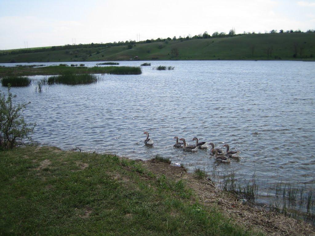 Першотравневе з panoramio.com - Первотравневое