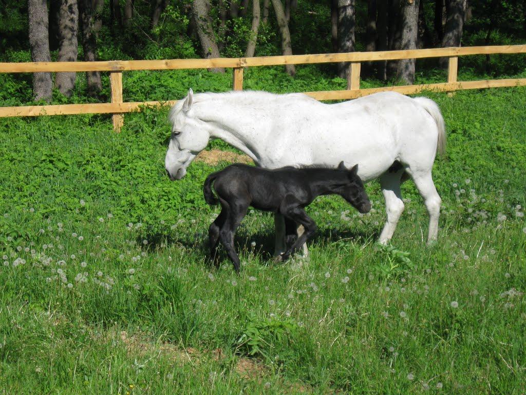 Ямпіль з panoramio.com - Ямполь