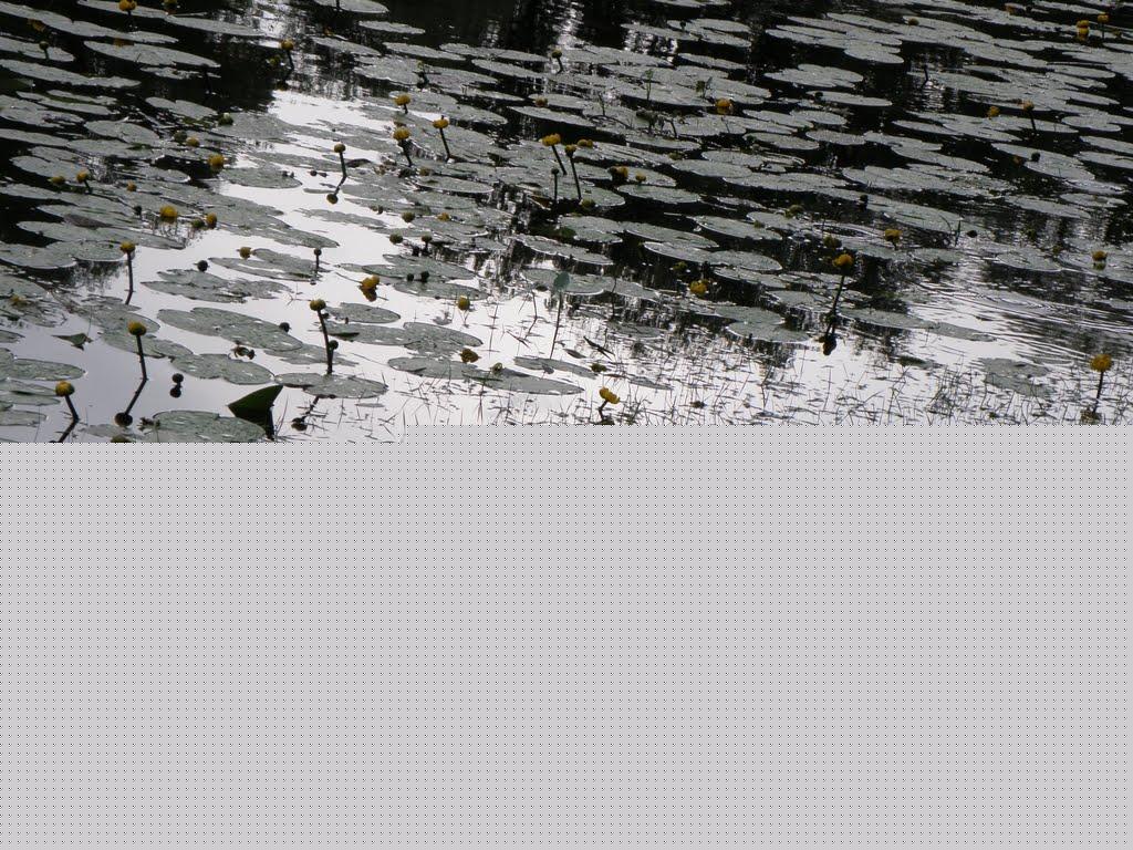 Новомосковськ з panoramio.com (ч.3) - Новомосковськ