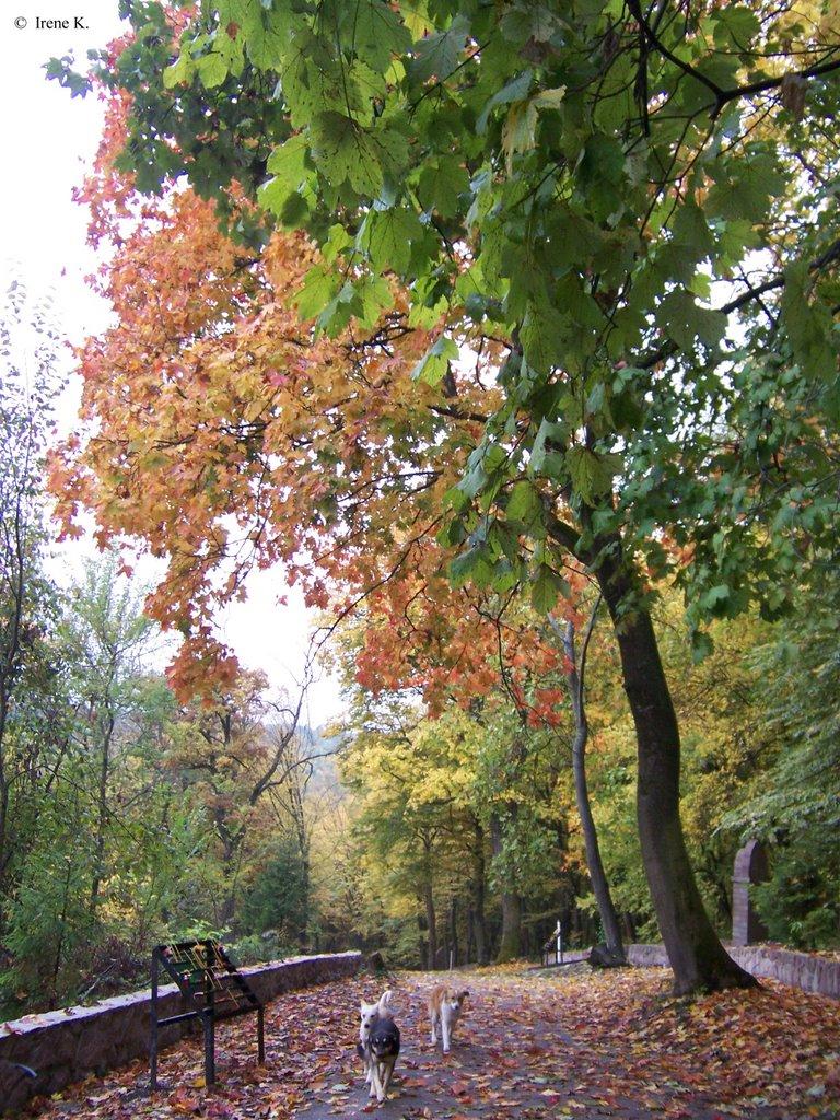 Зарваниця з panoramio.com - Зарваниця