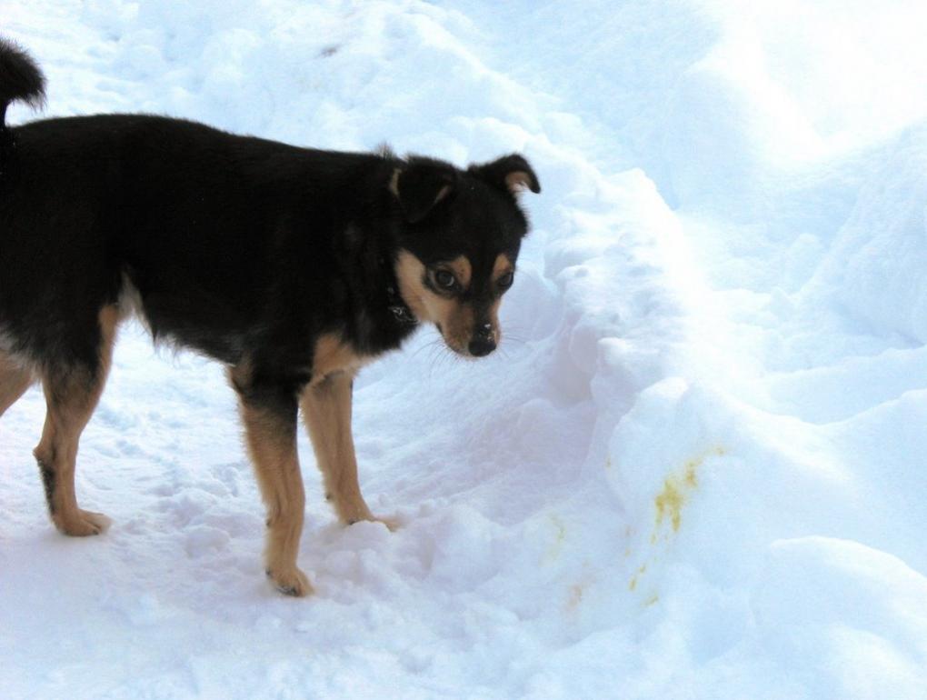 Червона Гута з panoramio.com - Червона Гута