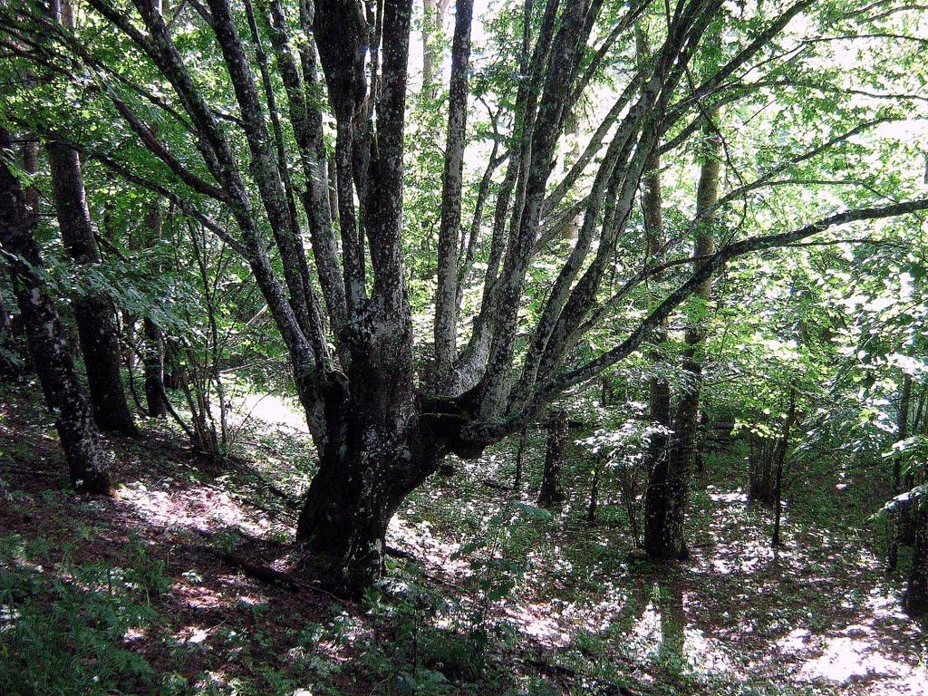 Богатир з panoramio.com - Богатырь