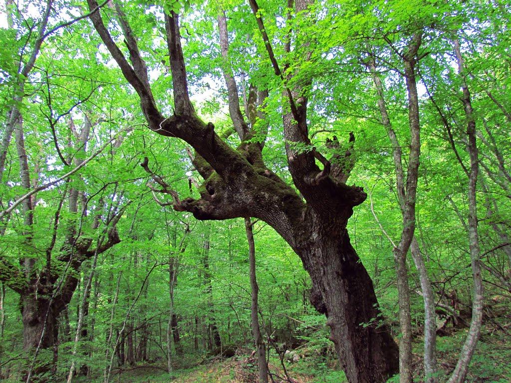 Соколине з panoramio.com (ч.2) - Соколиное