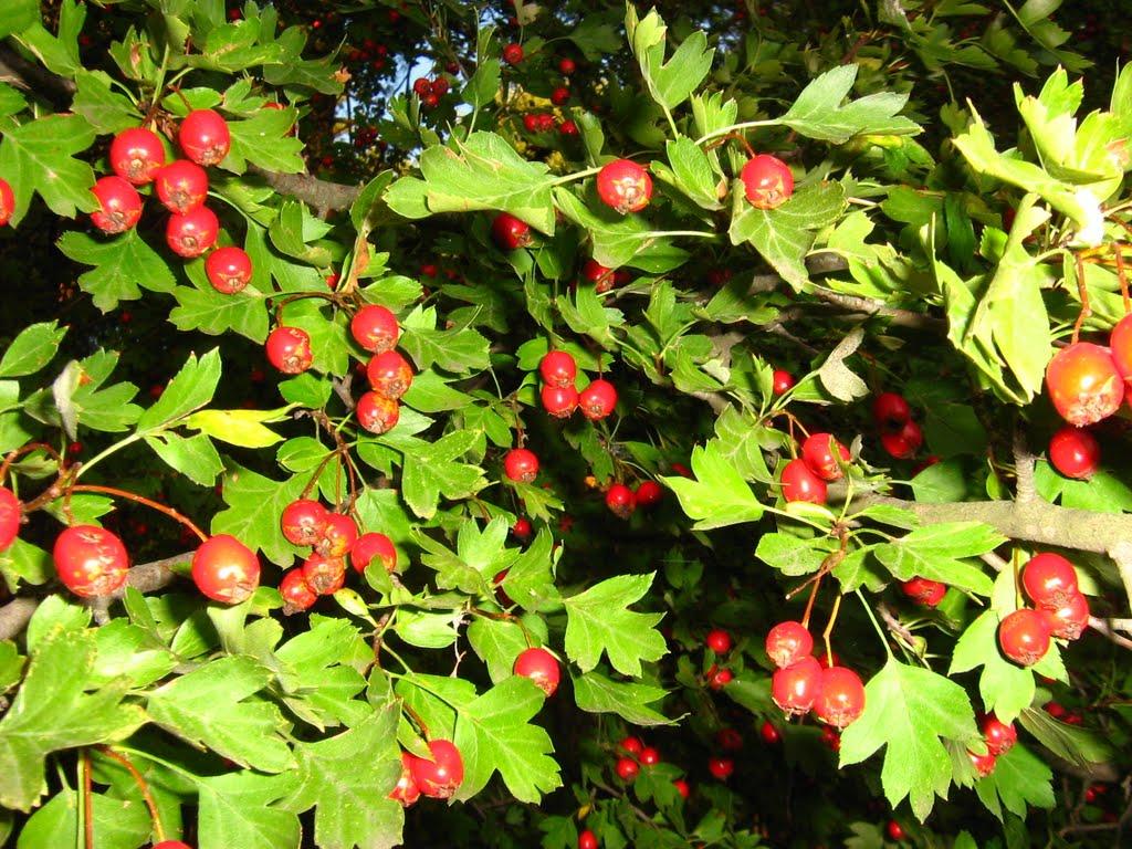 Яцьківка з panoramio.com - Яцьківка