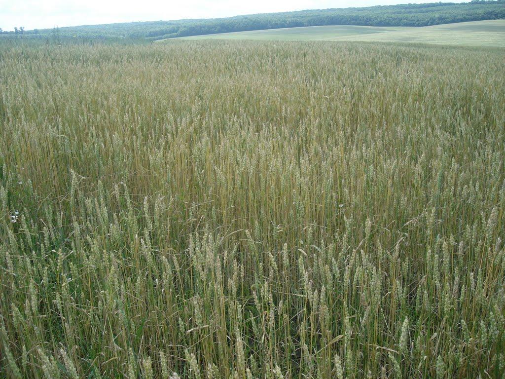 Івахнівці з panoramio.com - Івахнівці