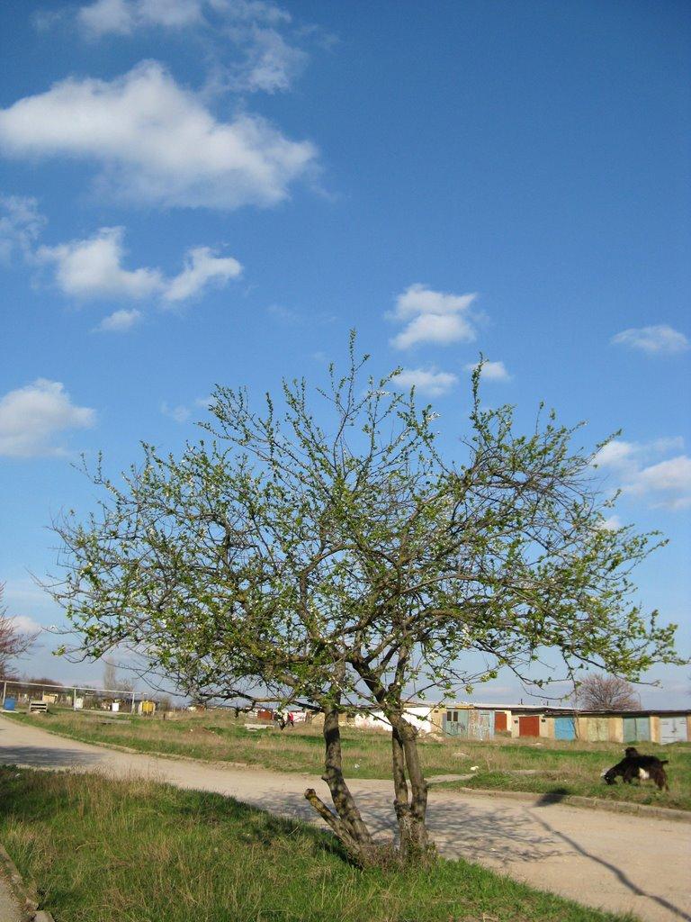 Шкільне з panoramio.com - Школьное