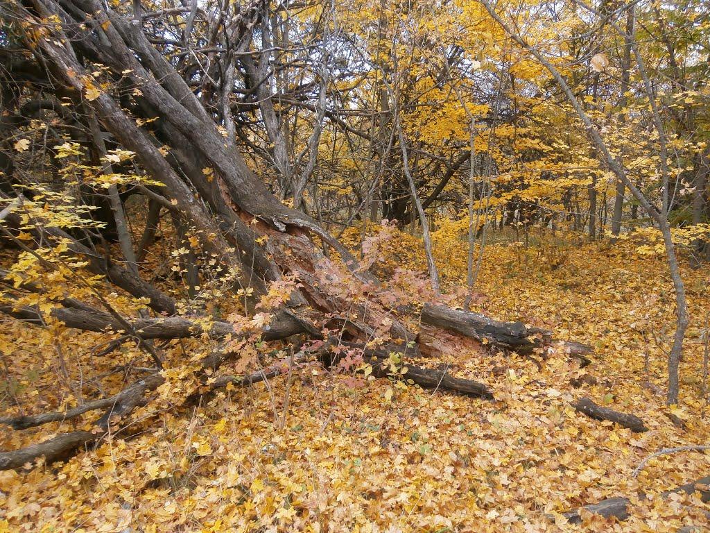 Нечаївка з panoramio.com - Нечаевка