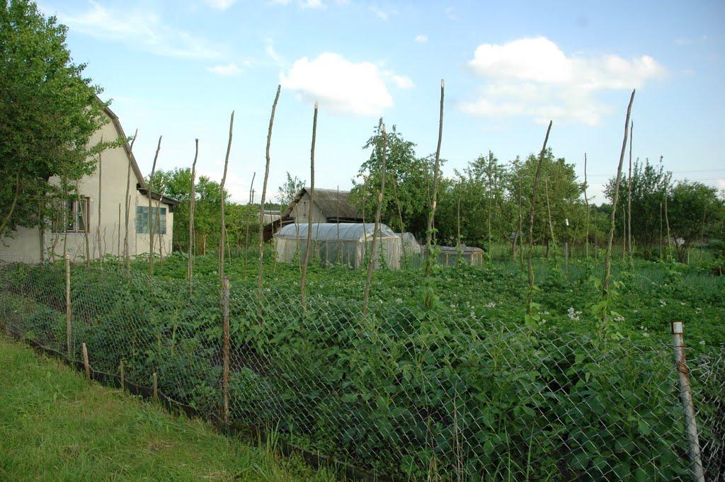 Борове з panoramio.com - Борове